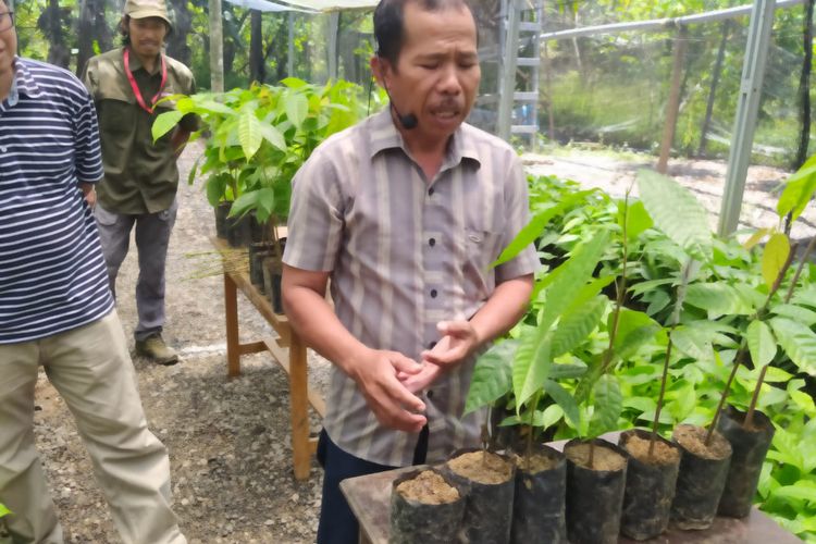 Petani kakao binaan Cocoa Life, Rudi, saat memberi penjelasan mengenai pembibitan tanaman kakao di Kabupaten Pinrang, Sulawesi Selatan (Sulsel), Rabu (21/9/2022). 