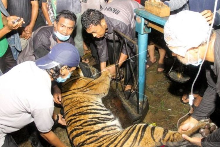 Dokumentasi - Petugas BKSDA Aceh bersama tim dokter hewan menimbang harimau sumatera liar (Panthera tigris sumatrae) saat proses evakuasi di Desa Pangkalan Sulampi, Kecamatan Suro, Kabupaten Aceh Singkil, Minggu (24/1/2021). 