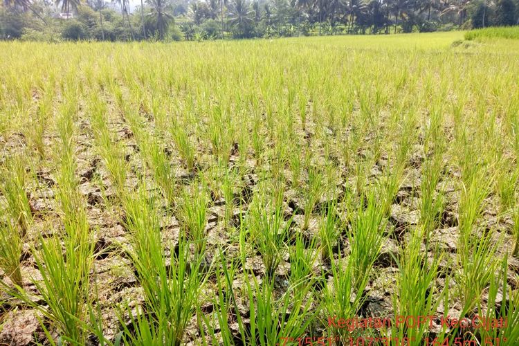 Kondisi areal pesawahan di Cianjur, Jawa Barat yang terancam gagal panen karena kekeringan di musim kemarau saat ini