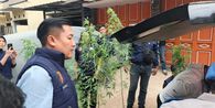 Pegawai Kementerian PU Budidayakan Ganja di Belakang Rumah, Polisi Sita Puluhan Tanaman