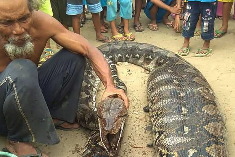 Ular piton yang ditemukan warga dalam kondisi mati usai memangsa seekor babi di Kabupaten Empat Lawang, Sumatera Selatan.