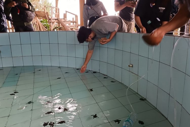 Kolam tempat penampungan anak penyu (Tukik) setelah menetas di kawasan BSTC Malang, Pantai Bajulmati, Desa Gajahrejo, Kecamatan Gedangan, Kabupaten Malang. Setelah menetas, anak penyu (tukik) akan ditampung si kolam itu sebelum dilepasliarkan di laut lepas.