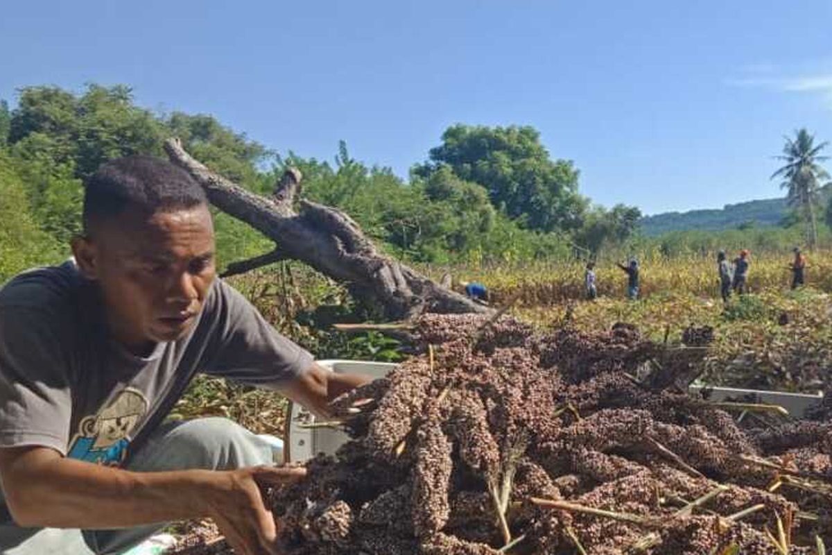 Pemerintah Kecamatan Lambaleda Utara, Kabupaten Manggarai Timur, NTT melaksanakan Panen Raya Sorgum di wilayah, Selasa, (5/4/2022). Sorgum juga menunjang asupan gizi bagi keluarga di Kecamatan tersebut. (KOMPAS.com/CAMAT LAMBALEDA UTARA-AGUSTINUS SUPRATMAN)
