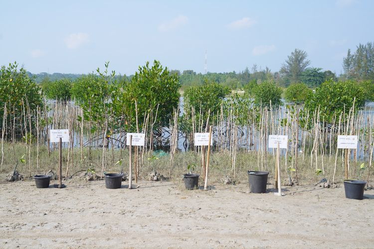 Barisan bibit pohon mangrove yang ditanam di Pantai Menuang, Namang, Bangka Tengah, Rabu (26/7/2023).