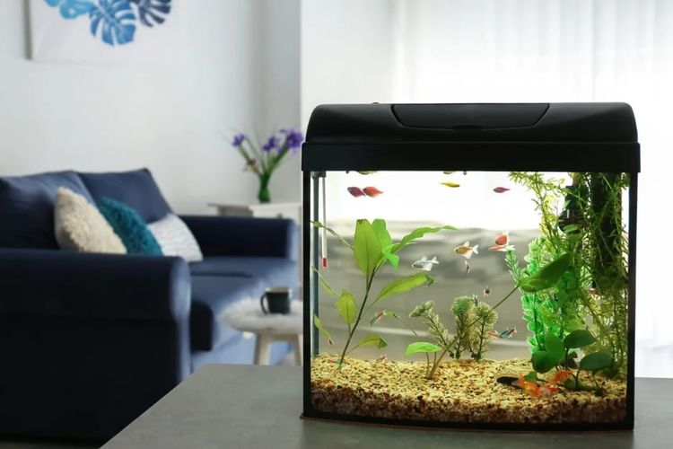 Cara Merawat Akuarium Rumah Agar Airnya Tetap Jernih