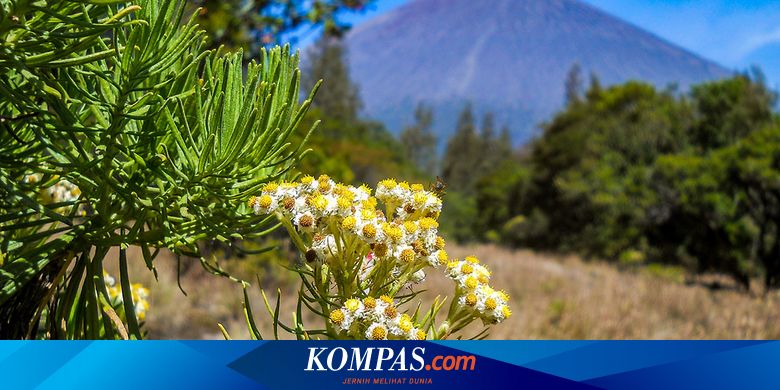 7 Gunung Ini Punya Pemandangan Edelweiss yang Indah, tapi Tidak untuk