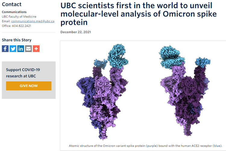 Tangkapan layar laman edukasi UBC, 22 Desember 2021, yang mengilustrasikan struktur atom protein lonjakan varian Omicron yang ditunjukkan dengan warna ungu, terikat dengan reseptor ACE2 manusia yang ditunjukkan dengan warna biru.
