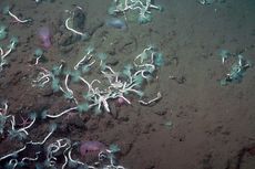 Cacing Laut Dalam dan Bakteri Bersama Memanen Energi dari Metana
