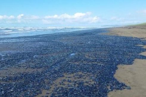 Satu Miliar Bangkai Ubur-ubur Biru Terdampar di Pantai Barat Amerika