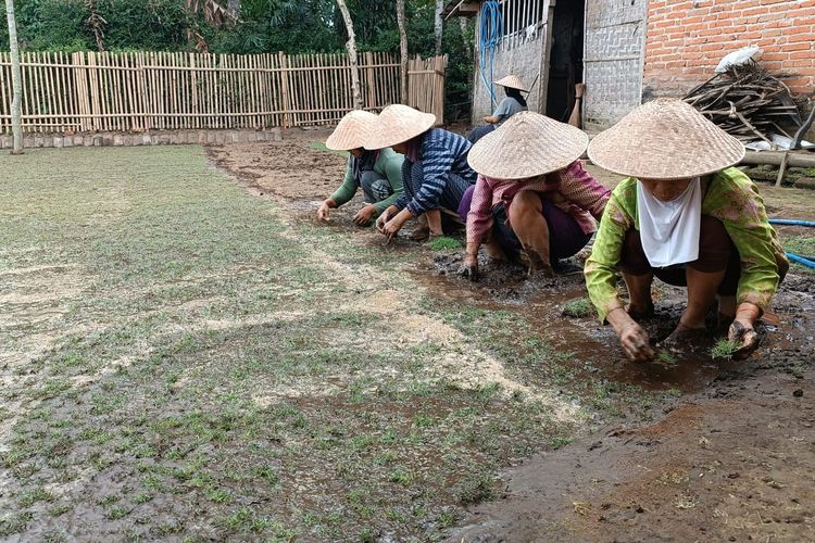 Warga Desa Kidangbang, Kecamatan Wajak, Kabupaten Malang, sedang membudidayakan rumput taman di halaman rumah mereka