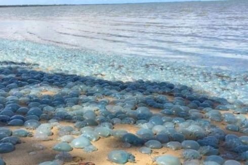 Ratusan Ubur-ubur Biru Terdampar di Pantai Brisbane