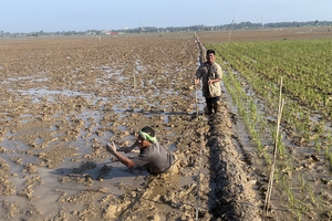 Petani Aceh Harap Percepatan Revitalisasi Sawah Terendam Lumpur karena Banjir