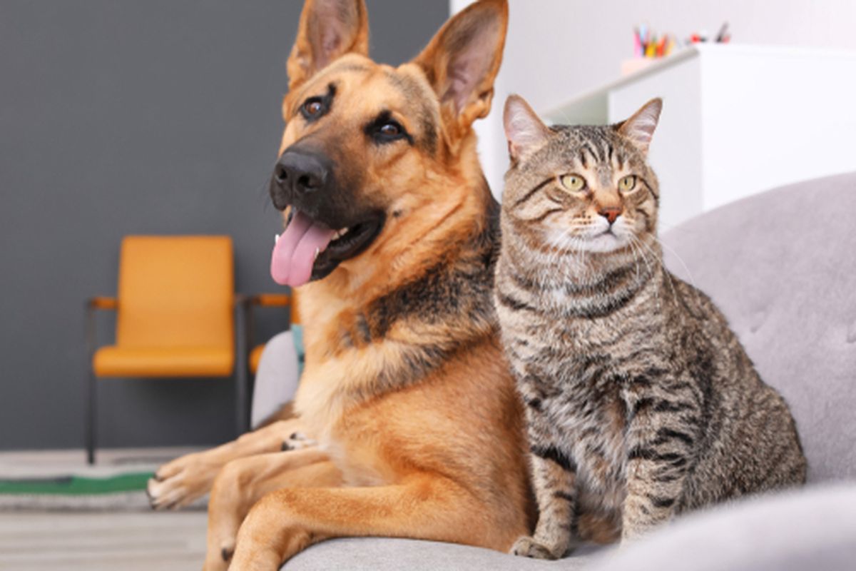 Ilustasi hewan peliharan di rumah, anjing dan kucing.