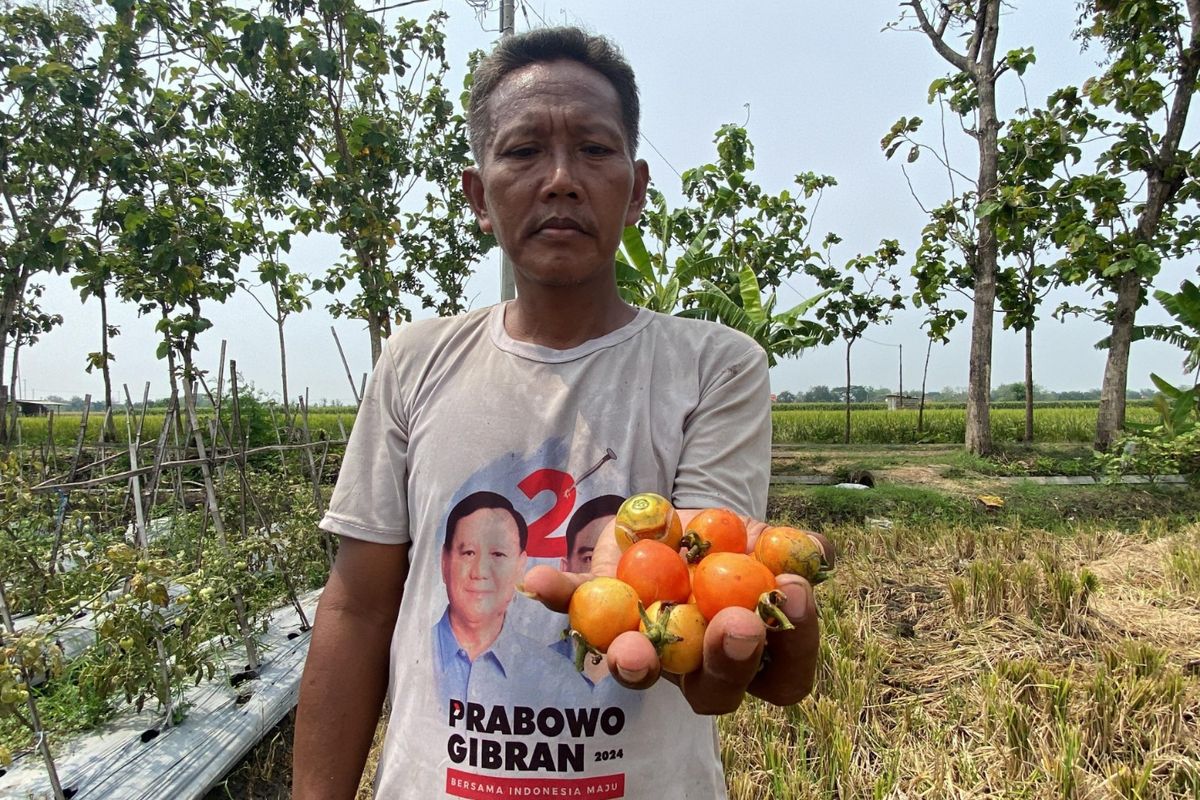 GAGAL PANEN-Salah satu petani tomat di Kecamatan Kebonsari, Kabupaten Madiun menunjukkan buah tomat rusak  akibat terdampak curah hujan tinggi.