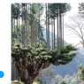 Jepang Produksi Kayu Selama 700 Tahun Tanpa Tebang Pohon, Kok Bisa?