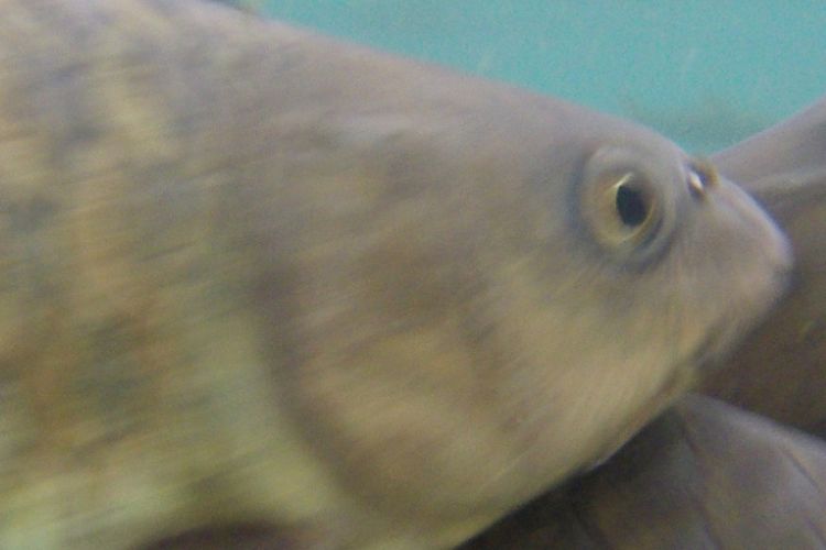 Ikan dewa di Obyek Wisata Cibulan, yang menjadi salah satu binatang endemik Kukingan, Jawa Barat. Ikan ini jinak namun sulit untuk mendekatinya, kecuali dengan umpan makanan.