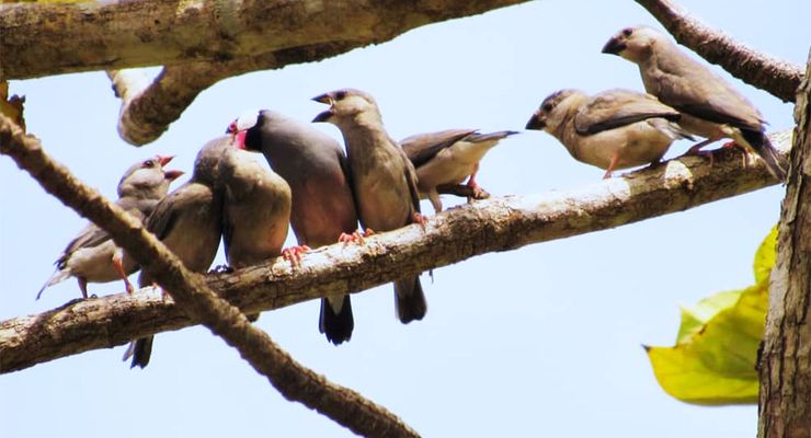Apakah Burung Punya Bahasa Rahasia? Studi Ini Temukan Polanya