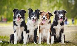 Anjing Bisa Endus Penyakit Parkinson dengan Akurasi 90 Persen