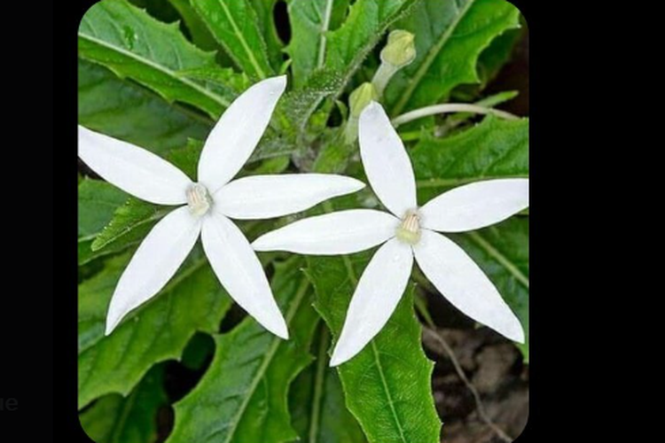 Bunga kitolod disebut bisa untuk mengatasi mata minus dan silinder.
