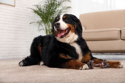 10 Ras Anjing Besar yang Cocok untuk Keluarga, Setia dan Penyayang