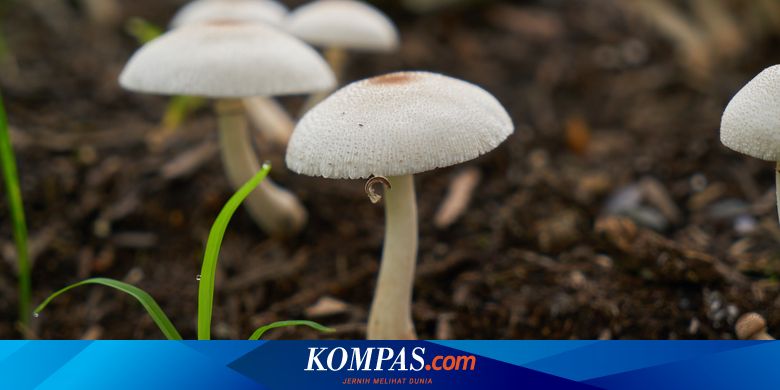 11 Makanan yang Paling Berbahaya di Dunia