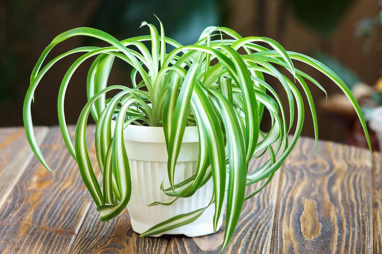 Ilustrasi tanaman laba-laba atau spider plant atau lili paris. 