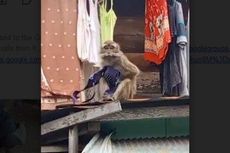 Ditangkap, Monyet yang Suka Ambil Pakaian Dalam Warga Banjarmasin