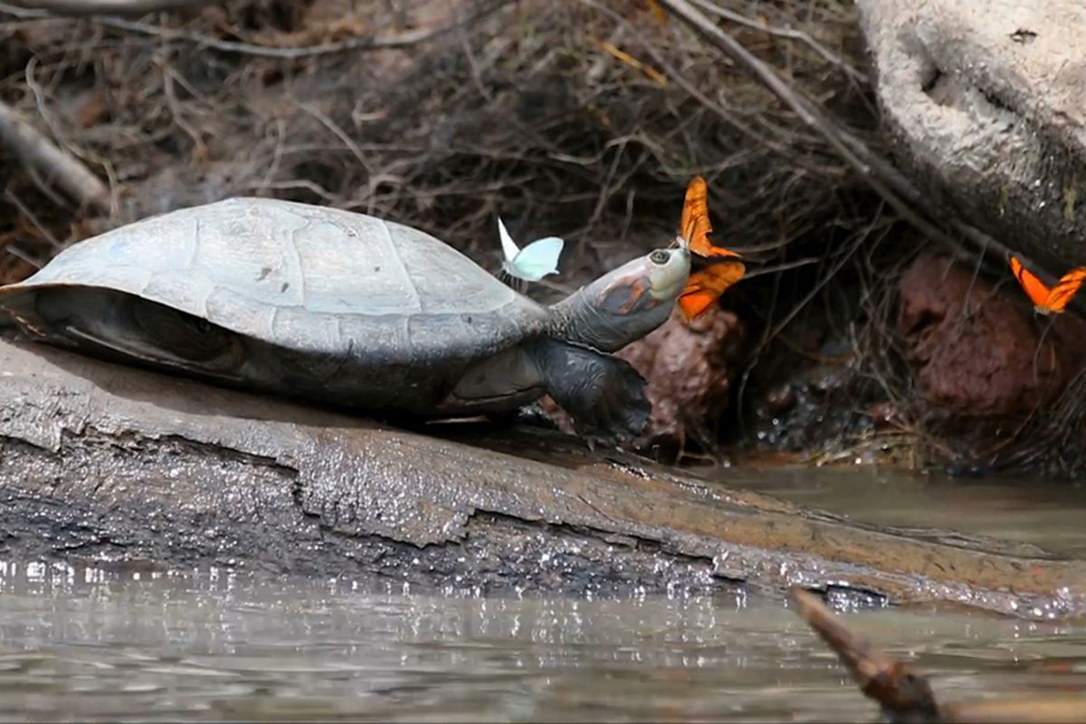 Kupu-kupu tertangkap sedang meminum air mata kura-kura agar mendapat natrium yang sangat dibutuhkannya. Kejadian ini ditangkap di Amazon.
