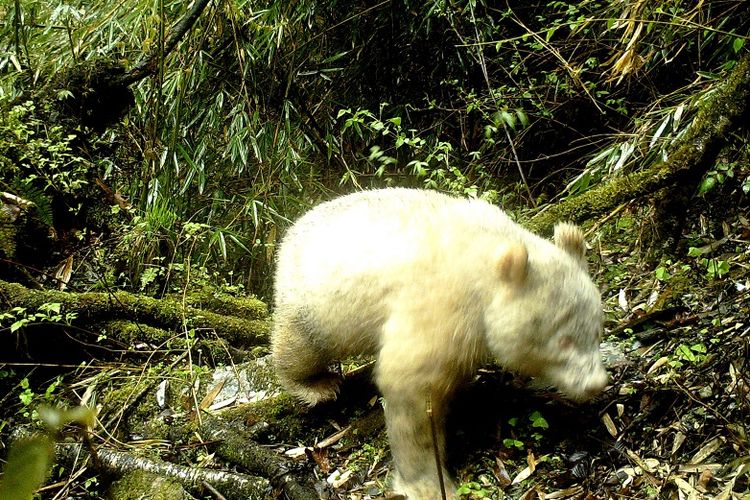 Foto bertanggal 20 April 2019, yang diambil melalui kamera hutan di Cagar Alam Nasional Wolong, China, menunjukkan seekor panda albino berusia satu hingga dua tahun.
