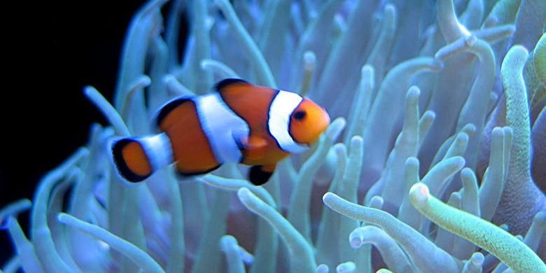 37+ Gambar hewan ikan nemo download