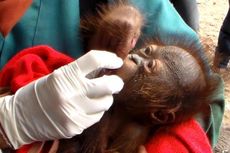 Habitat Terbakar, Bayi Orangutan Masuk Pemukiman Warga