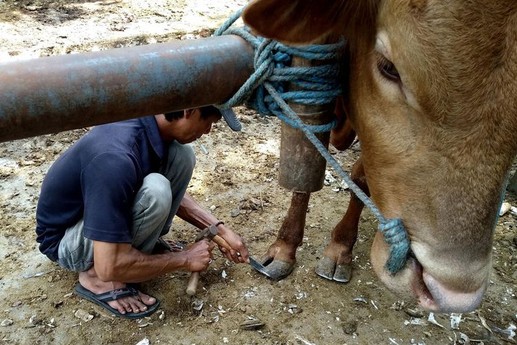 Dwi membersihkan dan memotong kuku sapi di salon sapi Pasar Dimoro, Kota Blitar