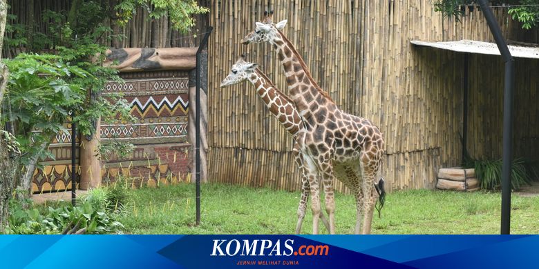 Kebun Binatabg Banyuwangi / Kunjungan Ke Kebun Binatang Di ...