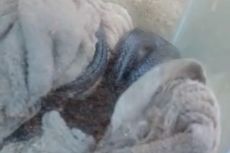 Ular Kobra 1,5 Meter Ditemukan di Kamar Mandi Rumah Warga di Kembangan