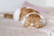 Cara Mengatasi Kucing Tidak Mau Makan dan Tidur Terus Agar Kembali Lincah