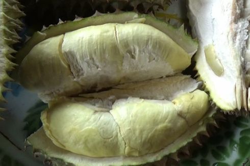 Penggemar Durian, Ada 20 Bukit Durian di Kebun Raya Bulo