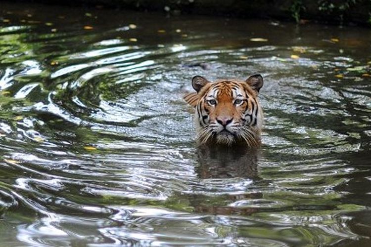 A Malayan Tiger takes a dip at the National Zoo in Kuala Lumpur on May 23, 2010. The 47 year-old National Zoo, locally known as Zoo Negara, consists of around 5000 animals from 459 species of mammals, birds, reptiles, amphibians and fish, covering 110 acres of land. AFP PHOTO / Saeed Khan (Photo by SAEED KHAN / AFP)