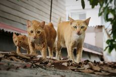 Kisah Penerjunan Kucing dengan Parasut, Berjasa Basmi Tikus di Kalimantan