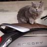 Ini Cara Ampuh Lindungi Jok Motor dari Cakaran Kucing