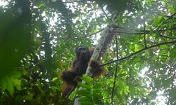 Empat Orangutan Jantan Dilepasliarkan di Kawasan Hutan Lindung Kaltim 