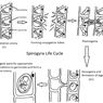 Perkembangbiakan Generatif Spirogyra