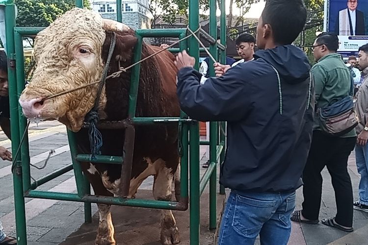 Sheva, Sapi Kurban Presiden Seberat 1.25 Ton Dipotong di RPH Ciroyom