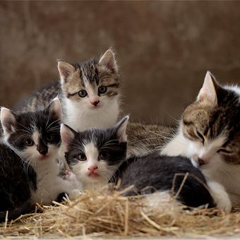 Ilustrasi induk kucing dan anak-anak kucing.