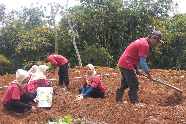 Sejumlah warga anggota kelompok tani menanam benih jahe di tanah carik desa di Kampung Cikembang, Desa Selamanik, Kecamatan Cipaku, Kabupaten Ciamis.