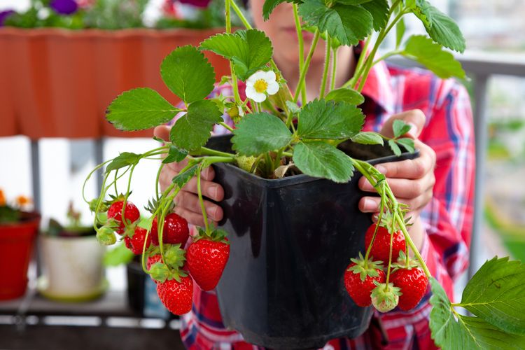 Ilustrasi menanam strawberry di pot.