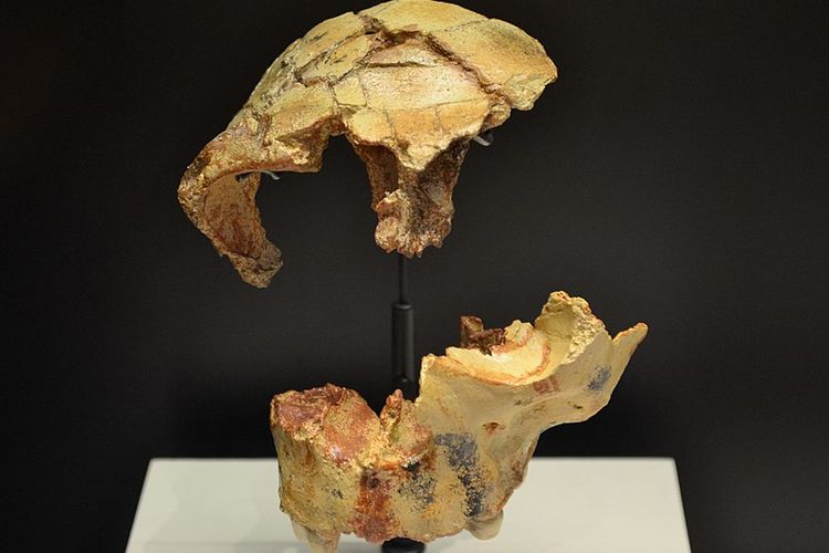 Fosil Homo Antecessor.