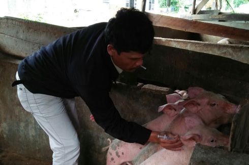 Hampir 2.000 Ekor Ternak Babi di Sumut Terjangkit 