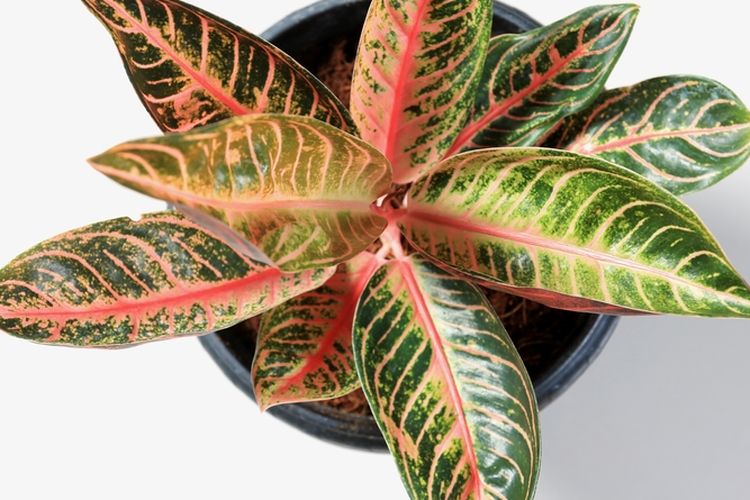 Ilustrasi tanaman hias Aglonema Red Sumatra atau Aglonema Pride of Sumatra.