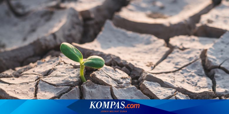 Hari Tanpa Hujan Paling Lama di Indonesia Diprediksi Terjadi di Wilayah Ini, Berikut Daftarnya - Vimarsana News