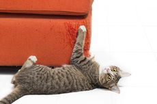 Alasan Kucing Suka Mencakar Sejumlah Permukaan dan Pemiliknya